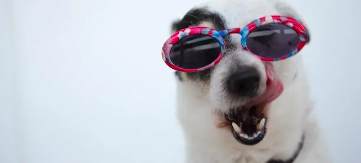 Gli animali arrivano a teatro